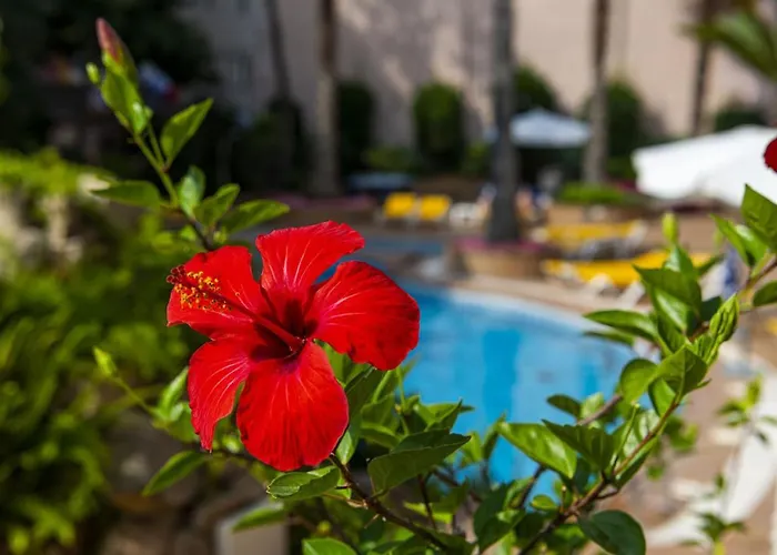 Guitart Rosa - Adults Only 3*